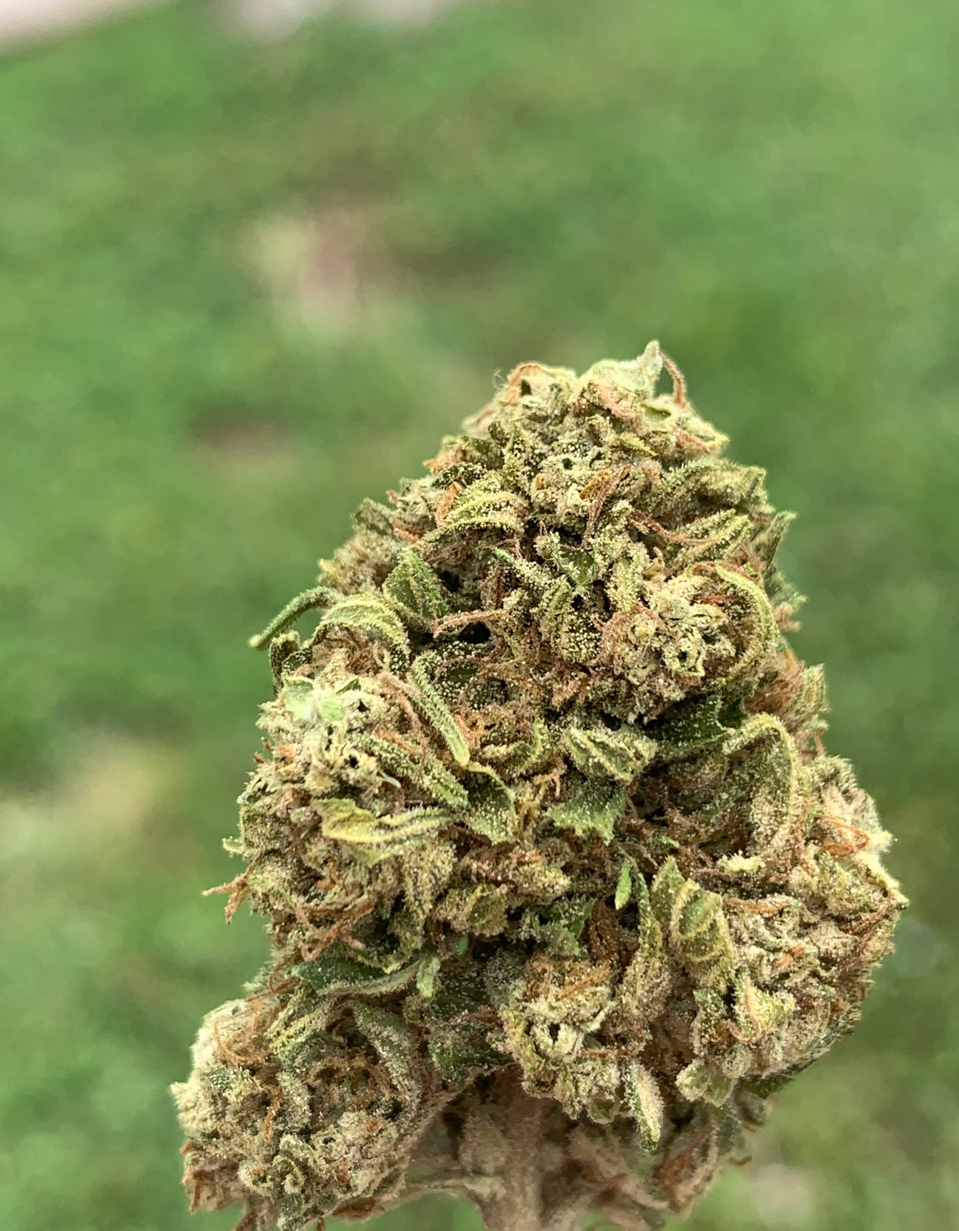 Buy Premium Hemp Flowers