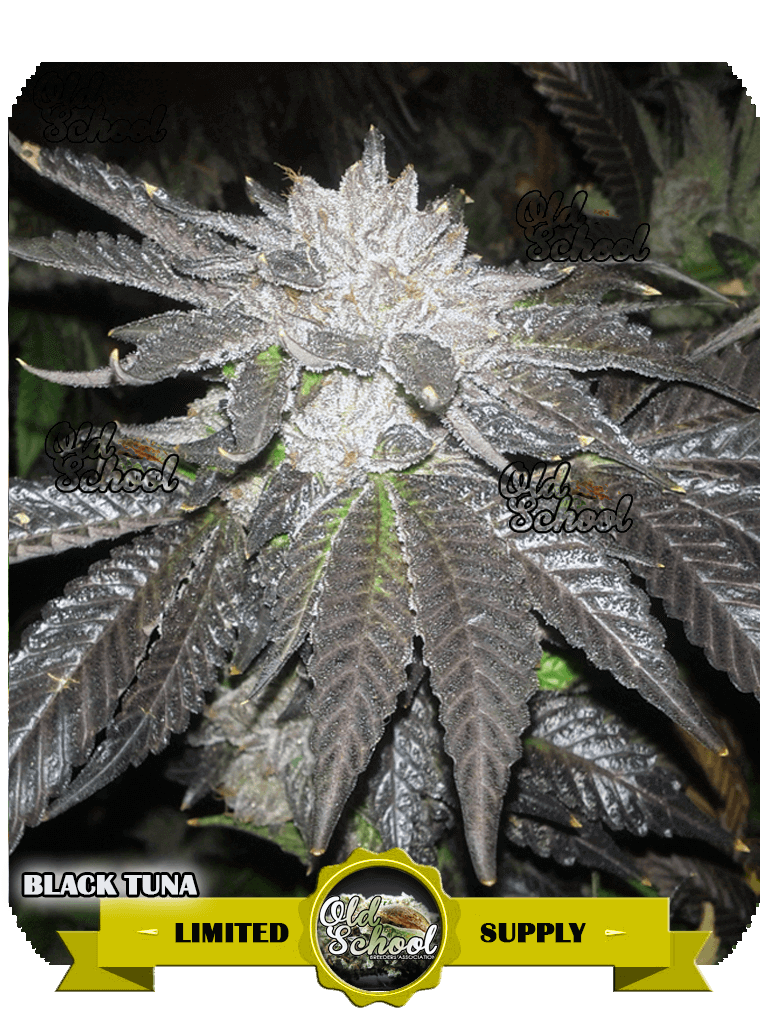BC Black Tuna Strain, Feminized Seeds for Sale | OldSchoolBa