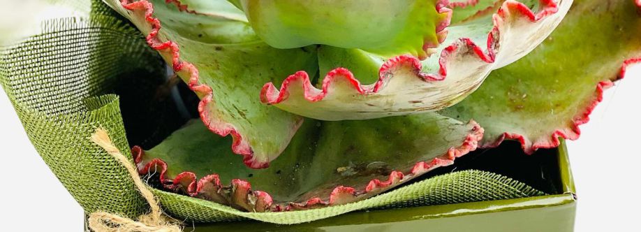 little plants Cover Image