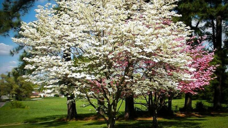 How To Plant And Care About Dogwood Trees For Sale Near Me | Linkgeanie.com