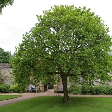 Have better privacy with 20 Foot Trees For Sale - TheOmniBuzz