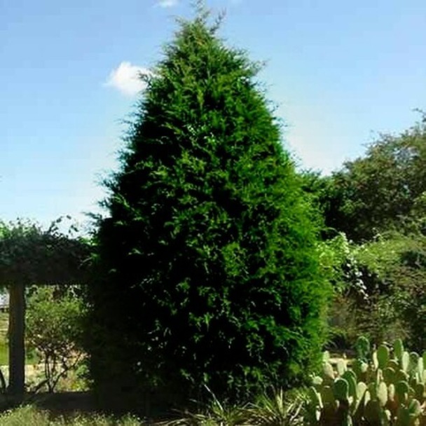 Know the varied kinds of cedar trees for sale available online – Wholesale Nursery Co