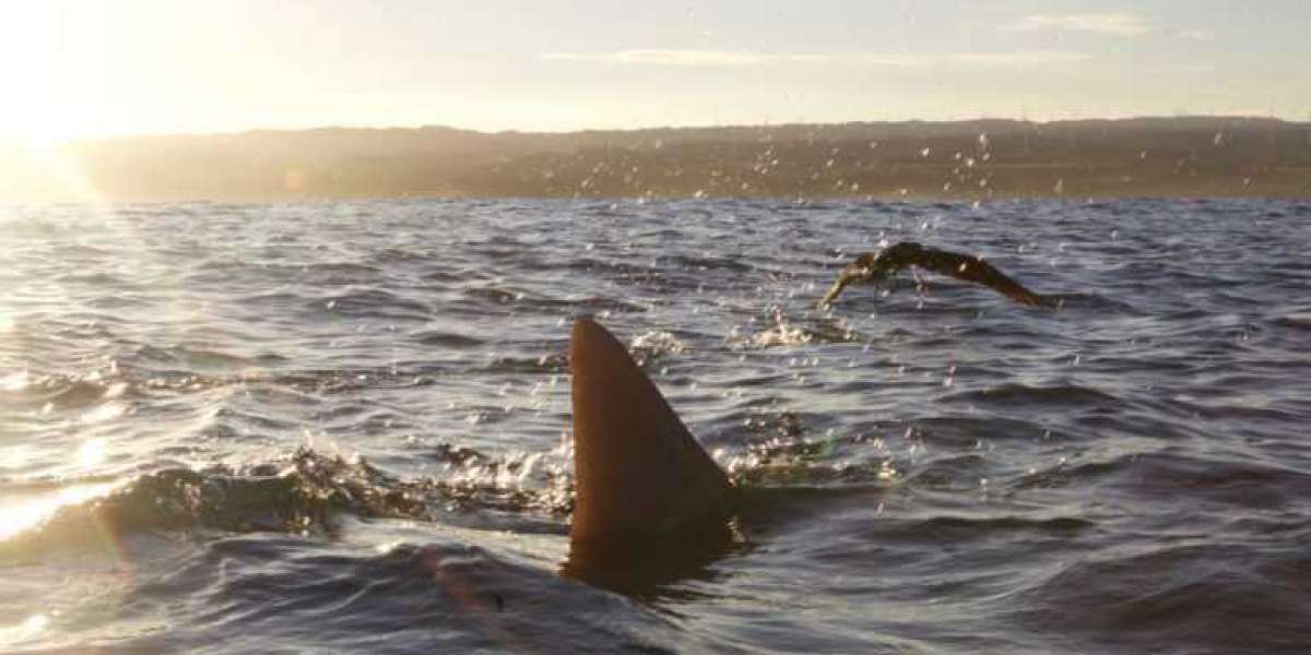 See Sharks Without Diving in Oahu
