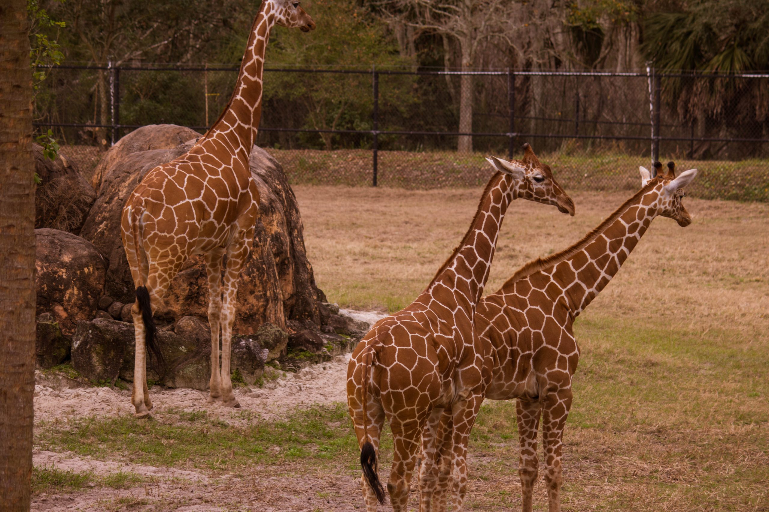 Buy High Resolution Wildlife And Jacksonville Zoo Photography For Sale