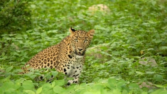 Jhalana Safari Park Jaipur- Paradise of Leopards