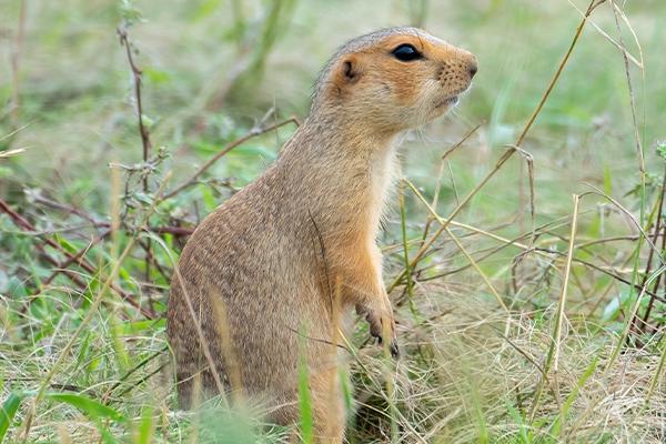 4 Benefits Of Calling Experts For Rodent Control Services