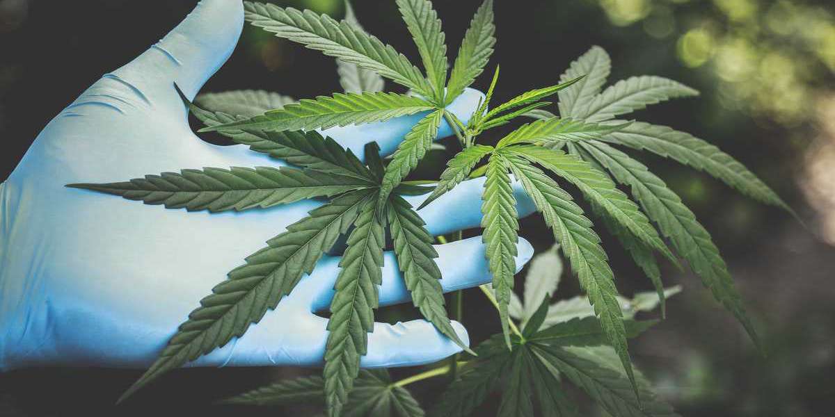 How to Start a Cannabis Business: A Complete Guide