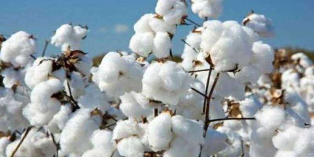 Importance of Cotton Worldwide