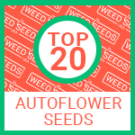 Top 20 Autoflower Seeds USA - Weed Seeds USA
