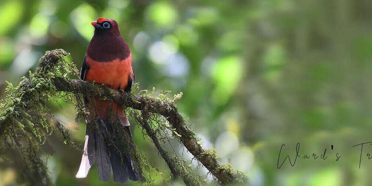 Bhutan Birding Tour