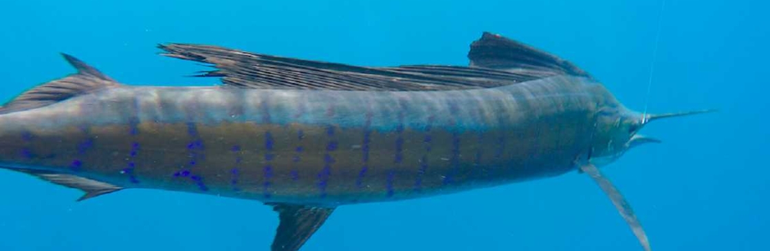 Tag Cabo Sportfishing Cover Image