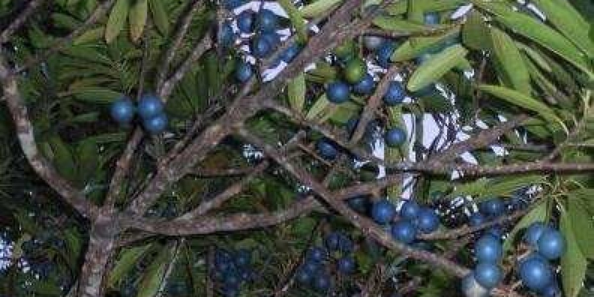 Facts about Rudraksha Tree