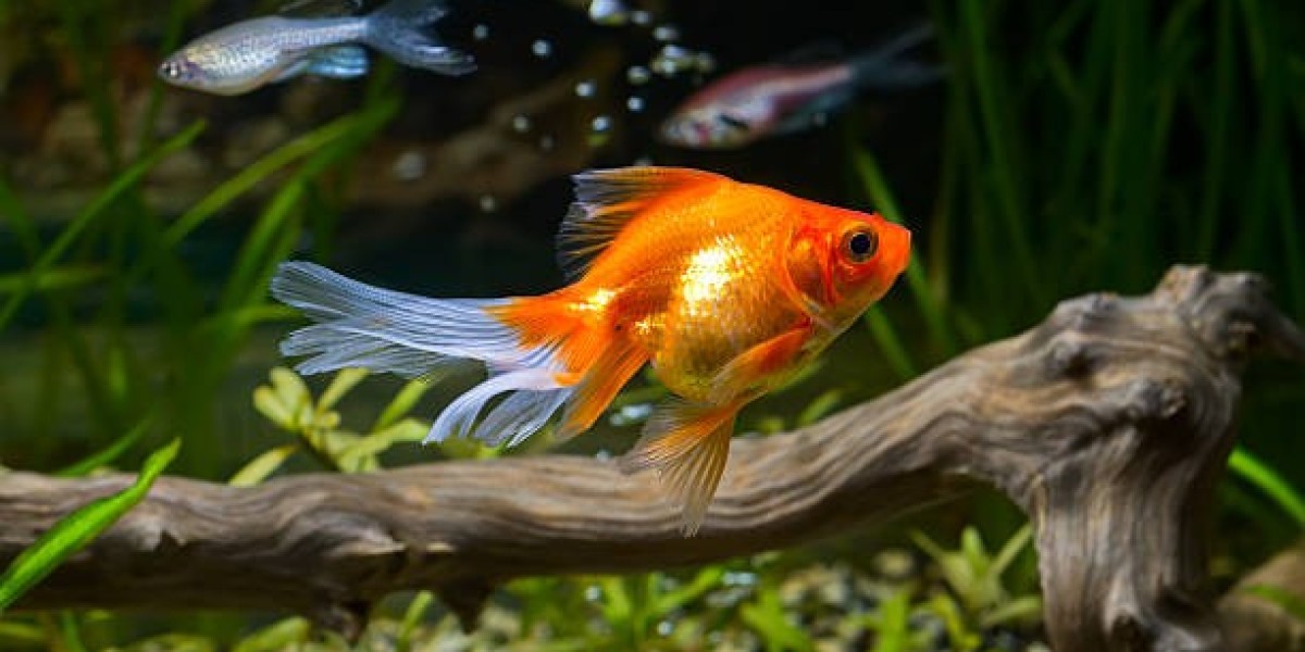 From Carassius to Goldfish: Understanding the Scientific Name