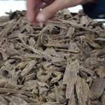 alkhudir oud Profile Picture