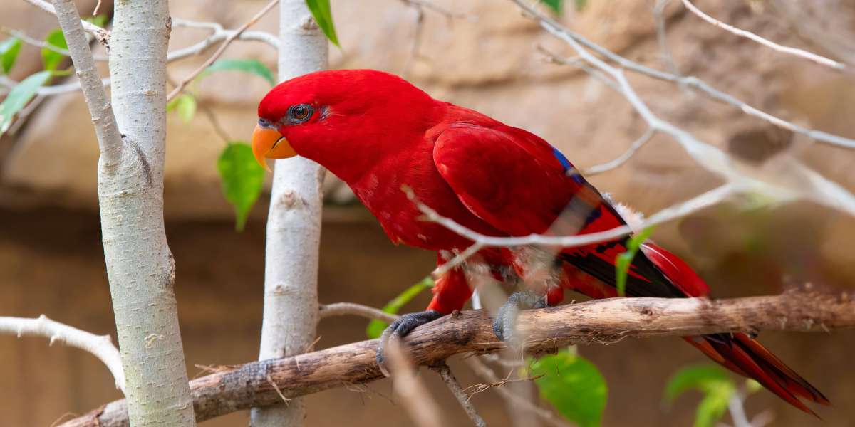 Wildlife and the Maldives