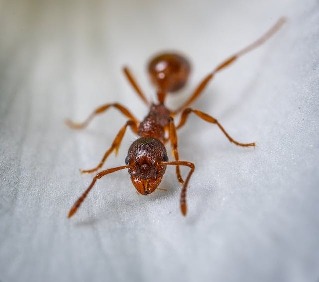 Banishing Tiny Intruders: Ant Control Melbourne Unleashed!