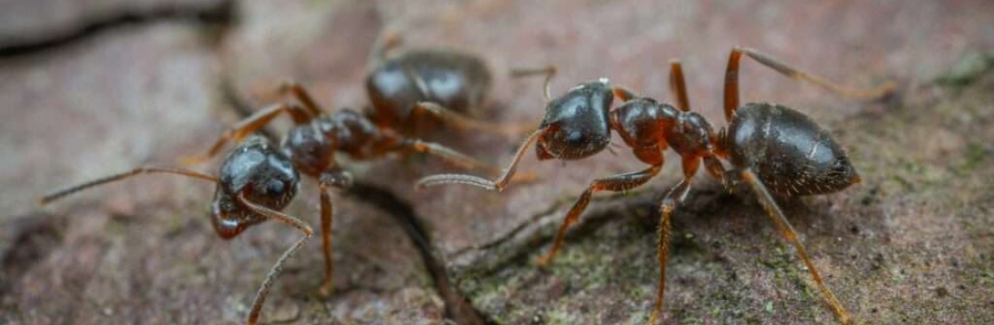 Ant Pest Control Melbourne Cover Image