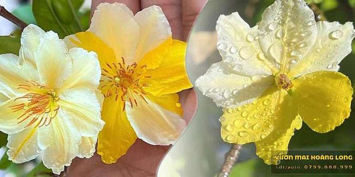 Nguồn Gốc và Ý Nghĩa của Cây Hoa Mai: Khoảnh Khắc Xuân Tươi Sáng