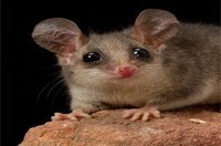 Possum Removal Knoxfield | Possum Pest Control Knoxfield