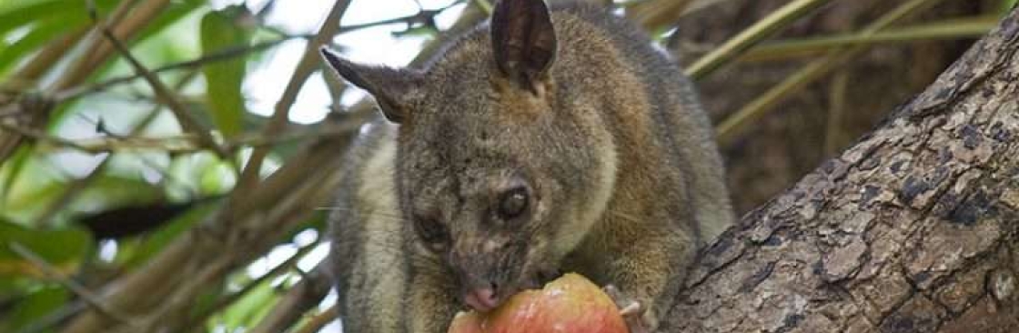 Possum Removal Melbourne Cover Image