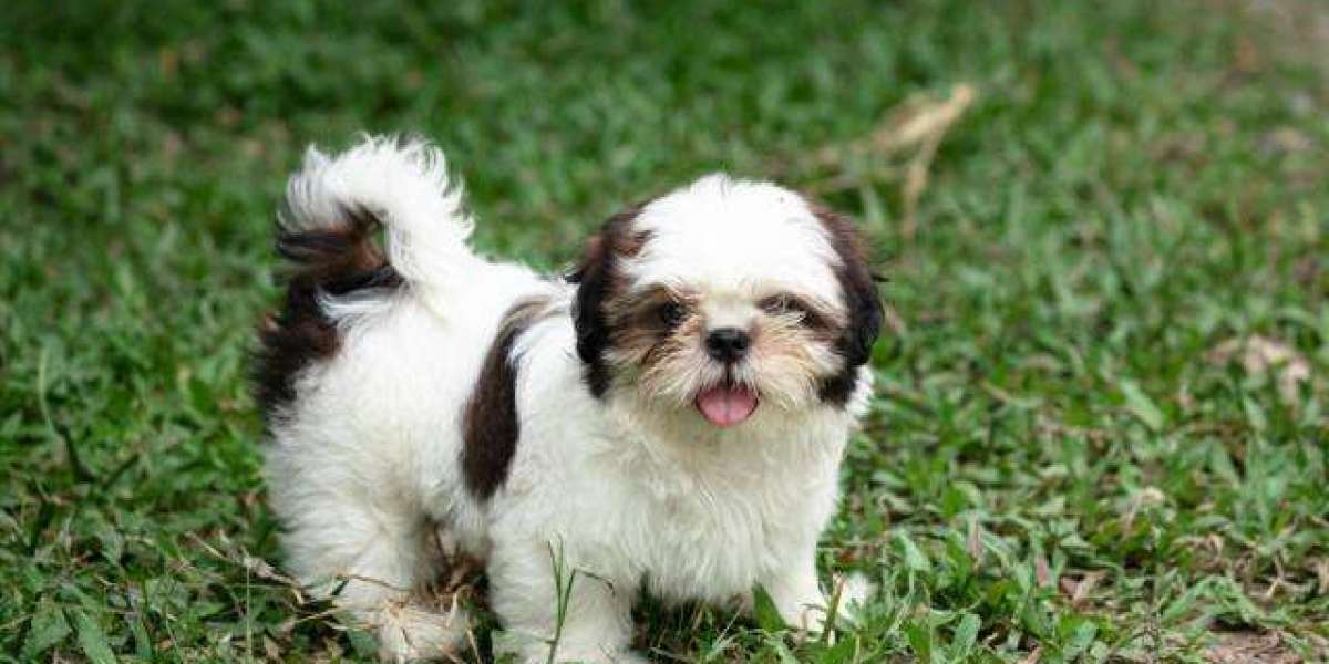 Best Color Affection: The Timeless Love of a Shih Tzu