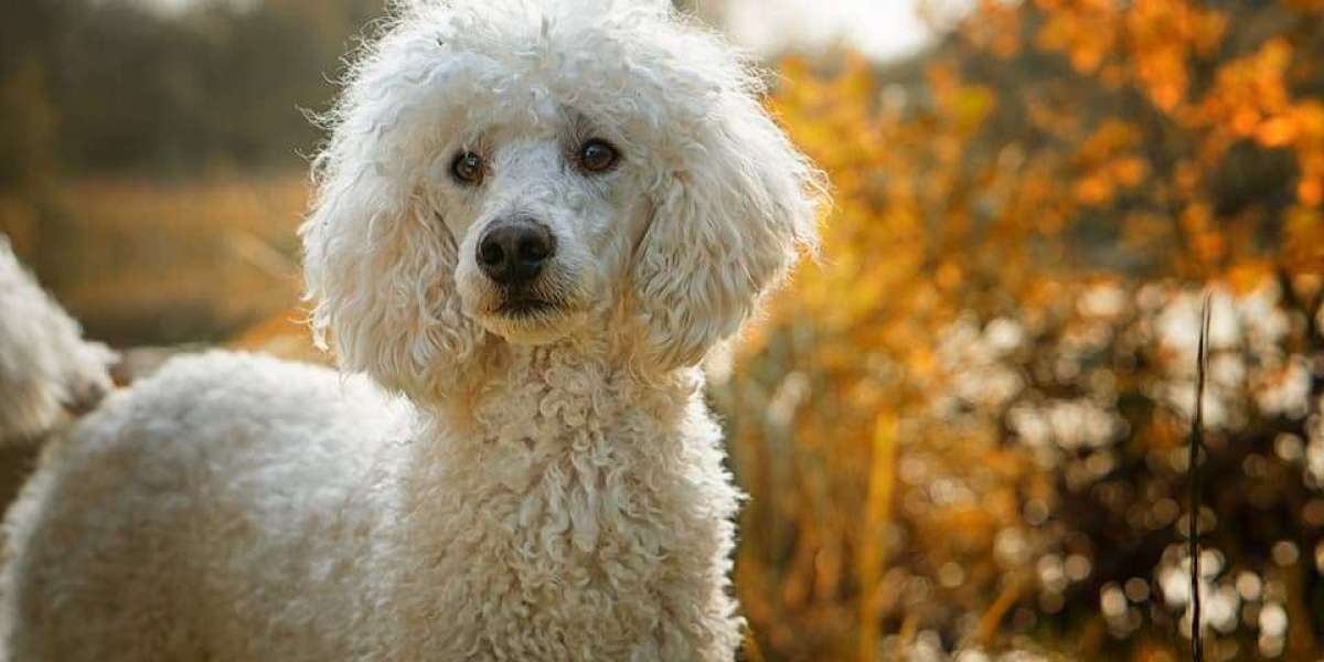 Discover the Joy of Poodle Companionship with Poodle Puppies for Sale in Bangalore at Best Prices