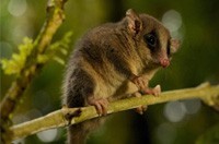 Possum Removal Mont Albert, Possum Pest Control Mont Albert