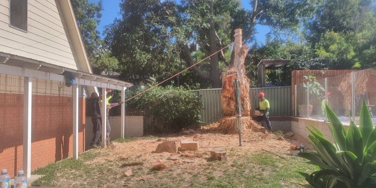 Stump to Stubble: Expert Tree Removal and Stump Grinding