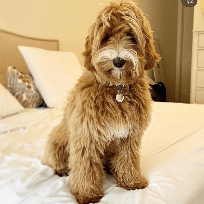 Labradoodle Breeder | Hidden Springs Labradoodles