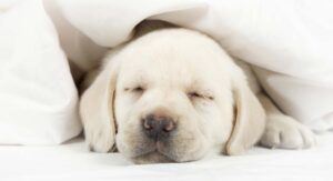 Cute Dog Blogs - Cute Dogs