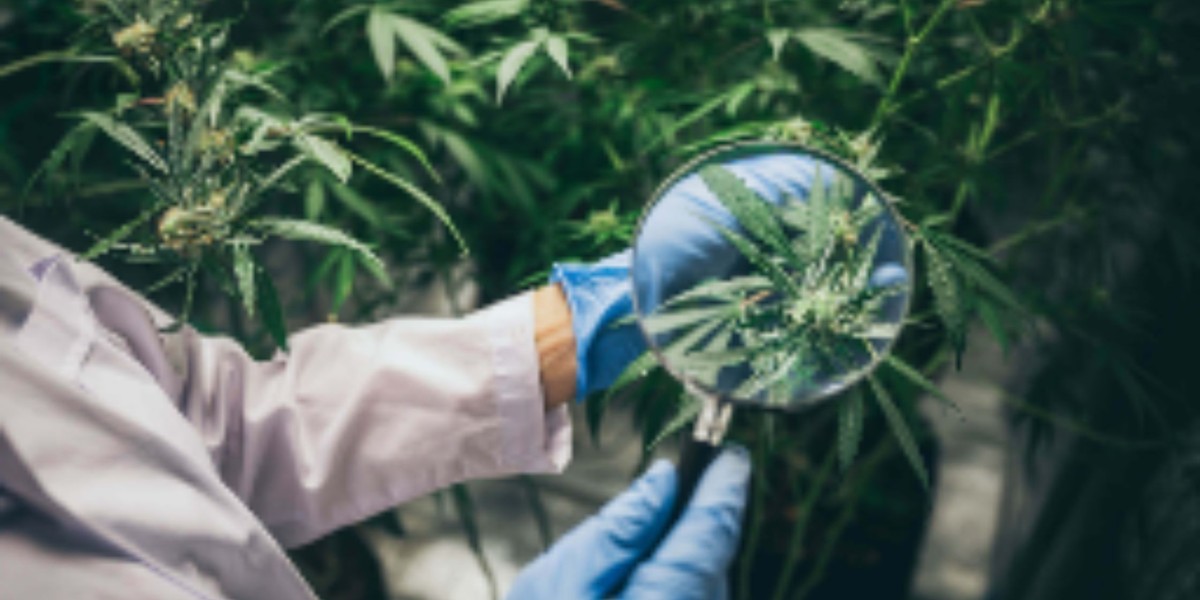 Cannabis Dispensary in Ajax: Your Gateway to Convenient Choices