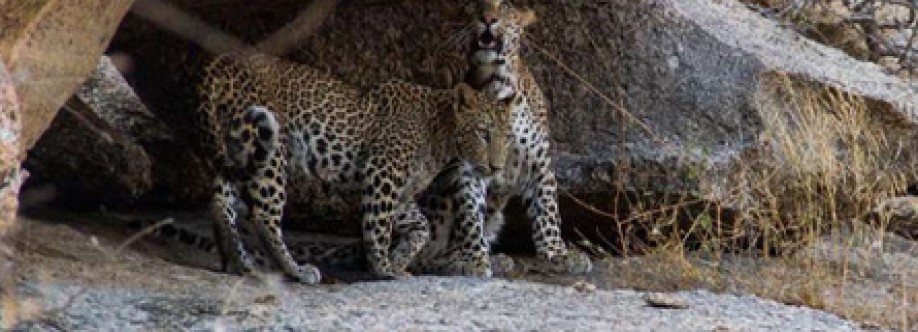 Jawai Leopard Safari Cover Image
