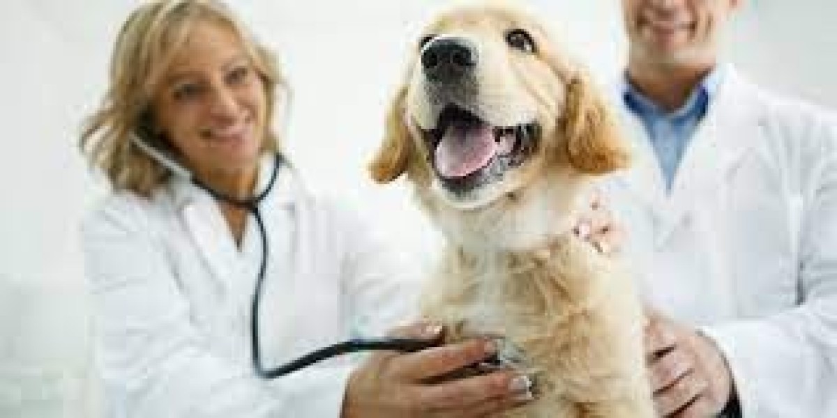 How Pet Vaccinations Can Help Prevent Illnesses and Keep Your Pet Safe