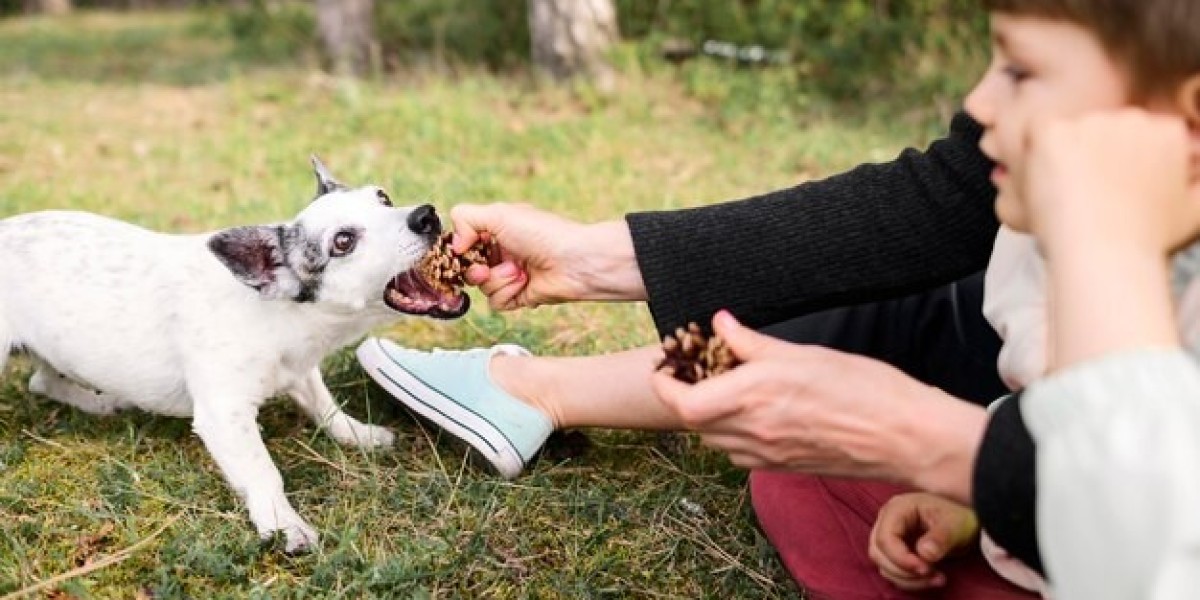 Herbal Supplements for Pet Health