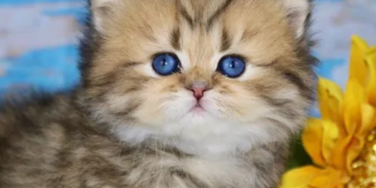 Discover the Most Beautiful Cat Breeds: A Visual Feast for Cat Lovers