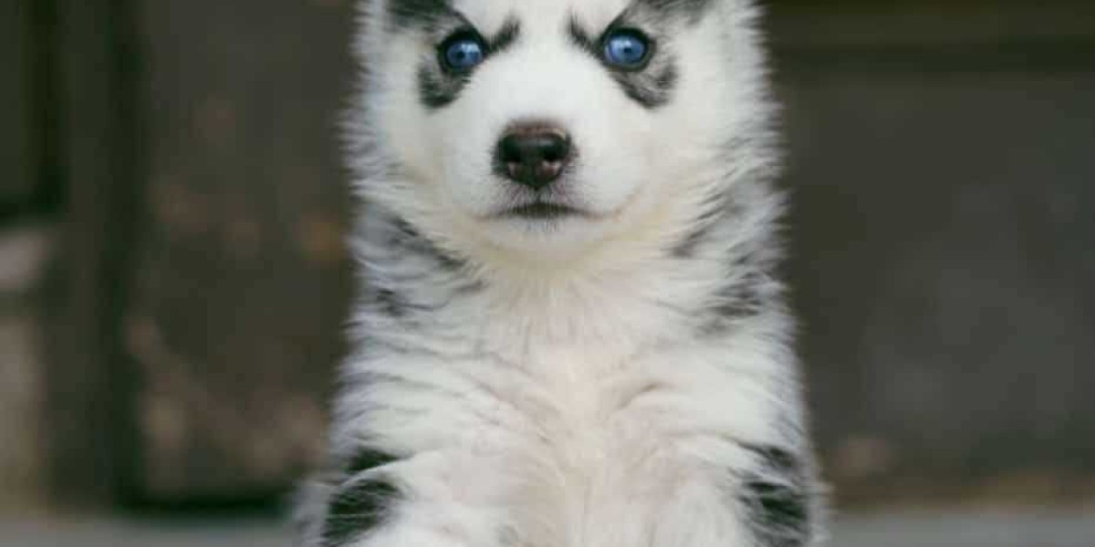 Finding Your Furry Friend: Siberian Husky Puppies for Sale in Ahmedabad