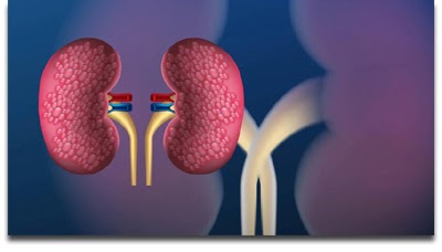 Deciphering Renal Health: Understanding the Significance of RFT Tests