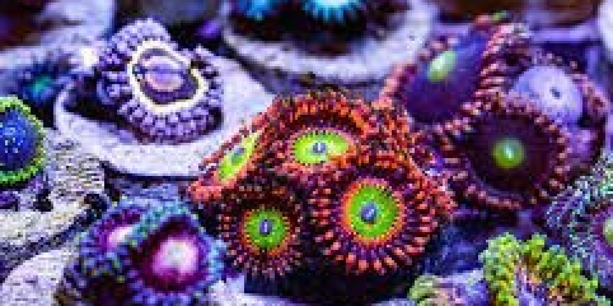 A Closer Look at Visually Stunning Aquacultured Corals for Your Aquarium
