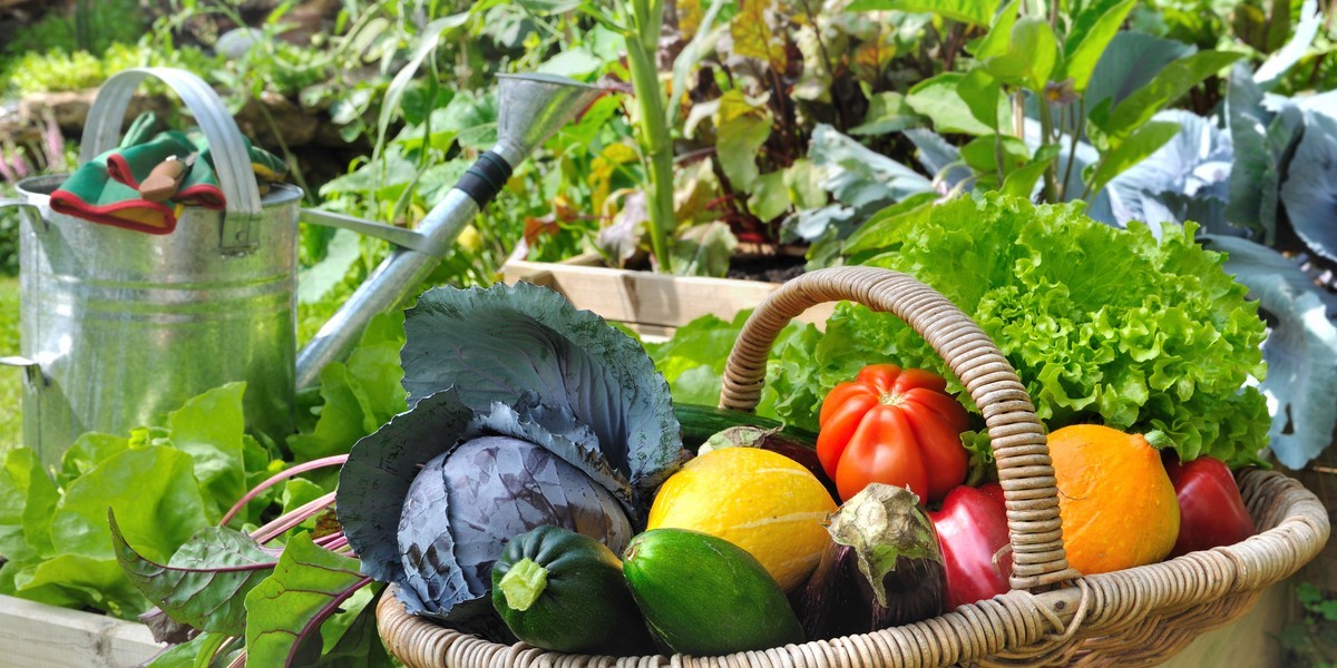 Raised Vegetable Garden