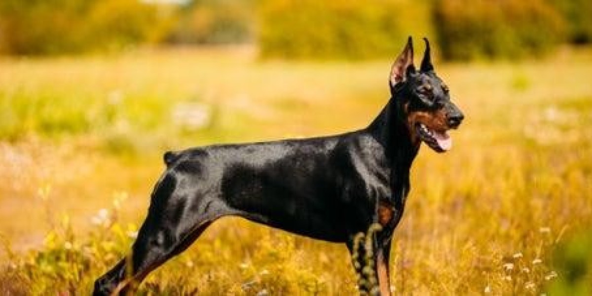 Why Do Some Doberman Owners Opt For Ear Cropping?