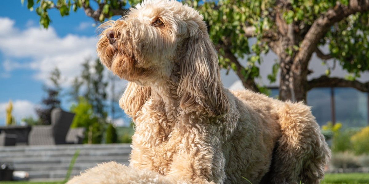 Goldendoodles Care