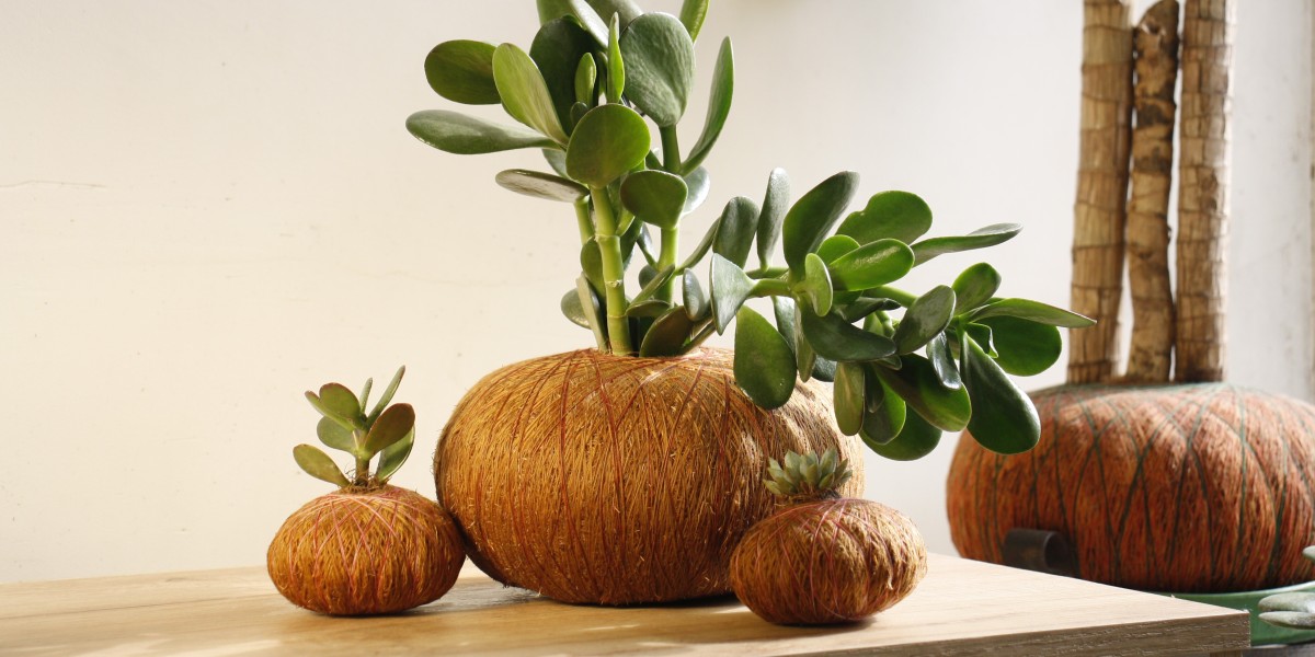 Descubre la Belleza del Jade en Kokedama: Incorpora esta Planta en tu Decoración.