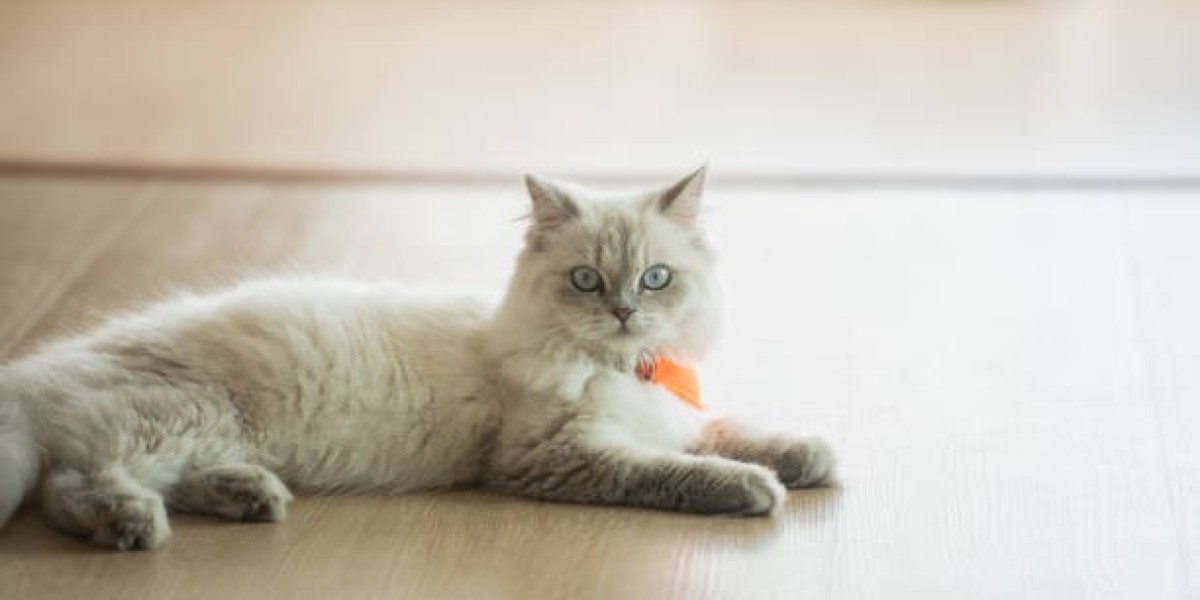 The Beauty of Cat Breeds: Exploring Feline Elegance
