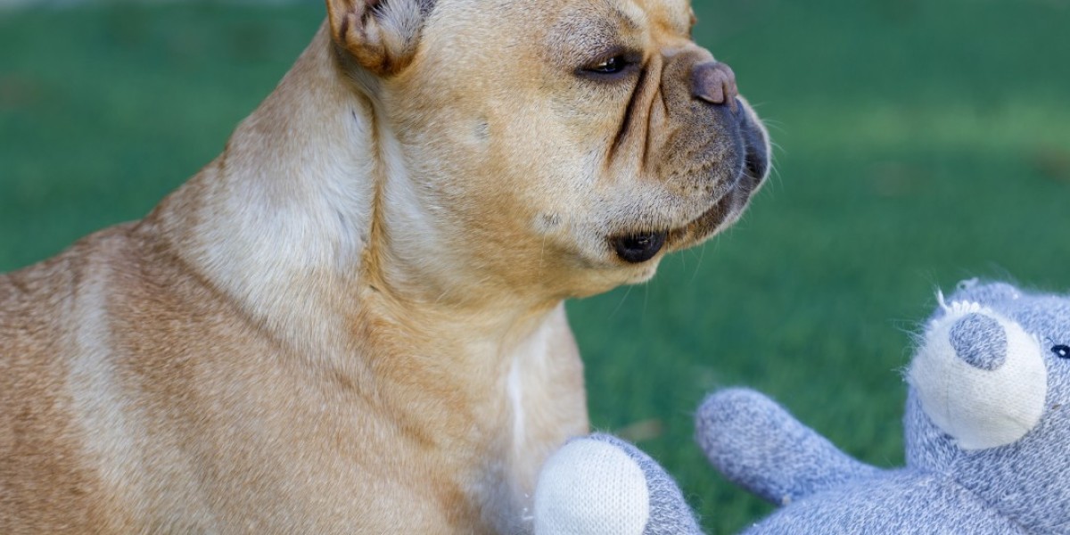 Expert Tips for Keeping Your French Bulldog Healthy.