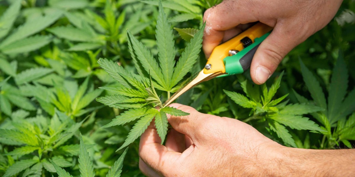How Will You Know If You’ve Picked the Right Cannabis Dispensary?