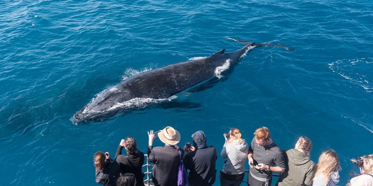 A Symphony of Whales at Sydney
