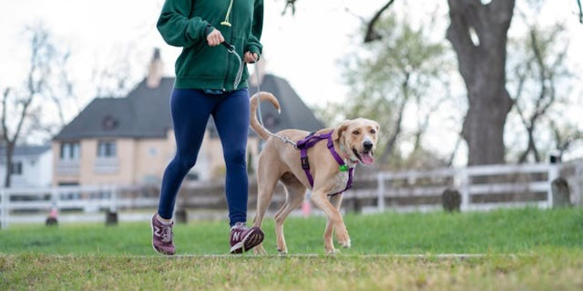 Understanding the Importance of Exercise for Dogs/Cats