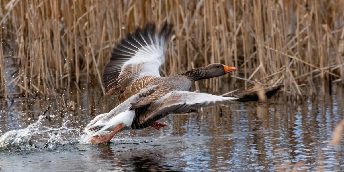 Goose Hunting in Colorado with Bird Sand Bucks Outdoors