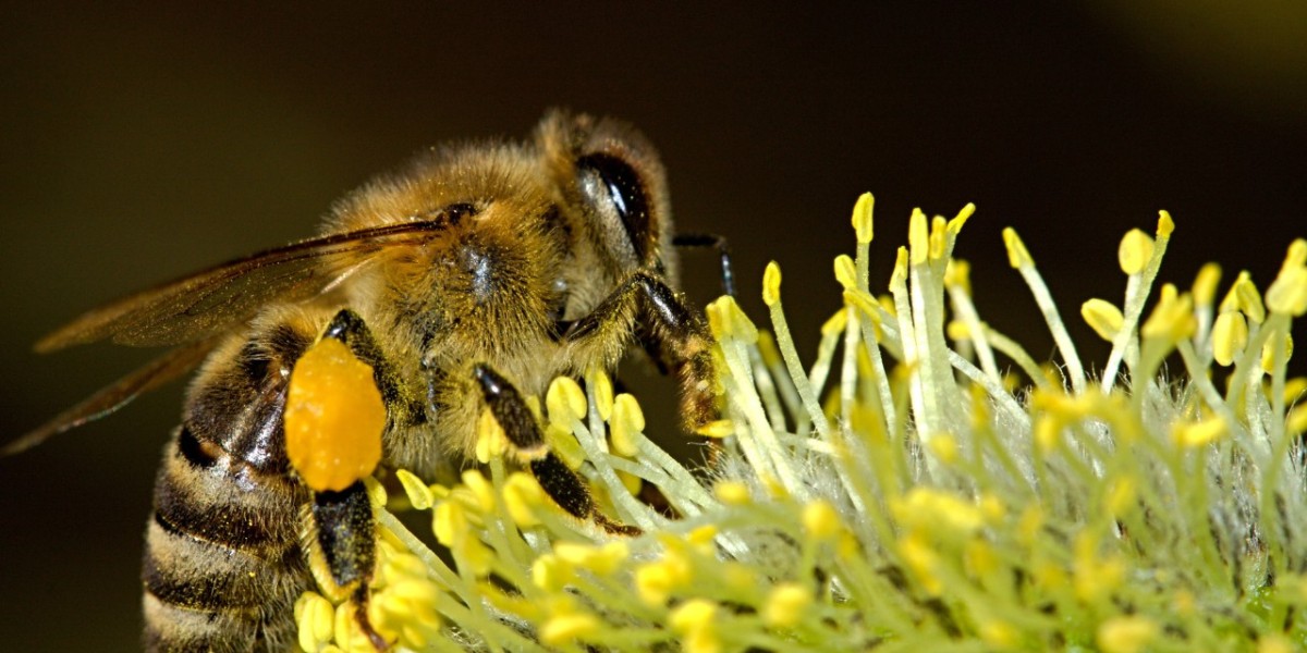 Unraveling the Enigmatic Journey of the Queen Bee