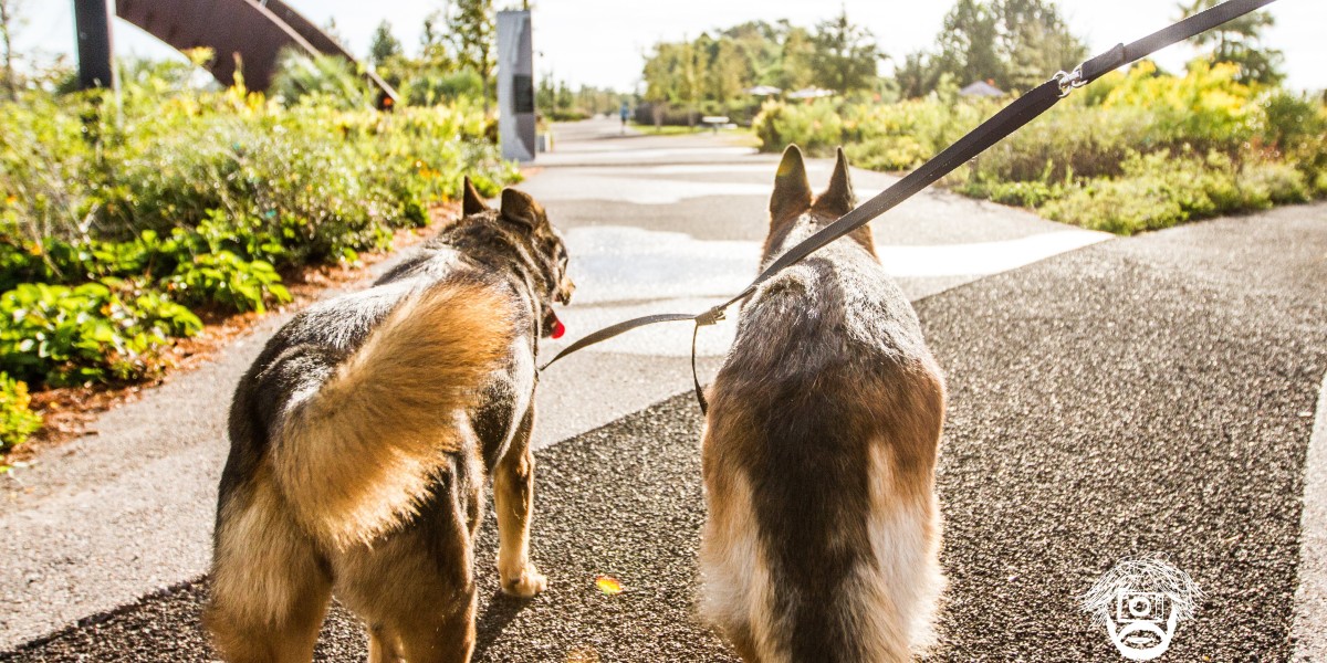 Tail-Wagging Peace of Mind: Premium Dog Watching Service at K9 Second Line